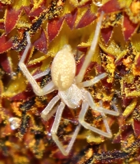 Cheiracanthium mildei