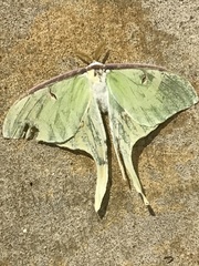 Actias luna