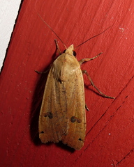 Noctua pronuba