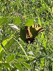 Papilio multicaudata