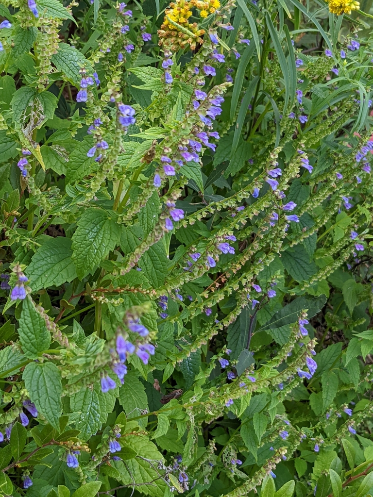 Blue skullcap (Scutellaria lateriflora)