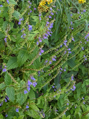 Blue skullcap (Scutellaria lateriflora)