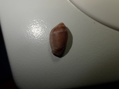 Amalda depressa