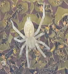 Cheiracanthium mildei