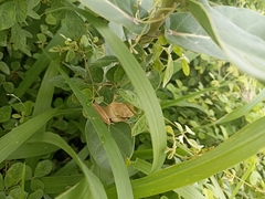 Anura