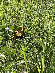 Papilio multicaudata