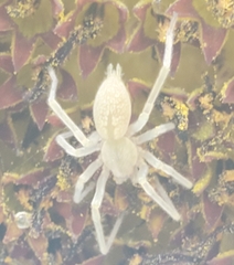 Cheiracanthium mildei