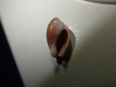 Amalda depressa