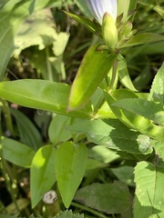 Gentiana andrewsii