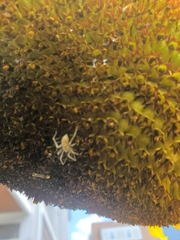 Cheiracanthium mildei