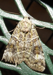 Anaplectoides prasina