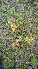 Gentiana cruciata