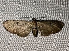 Eupithecia absinthiata