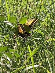 Papilio multicaudata