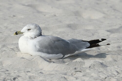Ring-billed Gull photographed in Connecticut