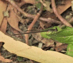 Ceriagrion aeruginosum