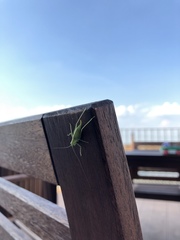 Meconema meridionale