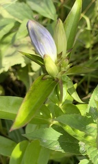Gentiana andrewsii