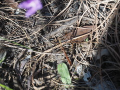 Glossodia minor