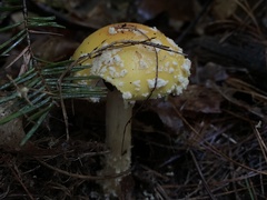 Amanita muscaria