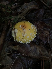 Amanita muscaria