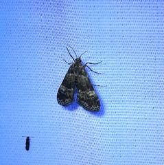 Elophila obliteralis