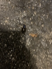 Hydrophilus triangularis