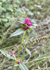 Gomphrena sonorae