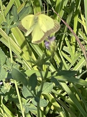 Colias philodice