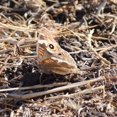 Junonia grisea
