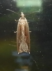 Ancylis goodelliana