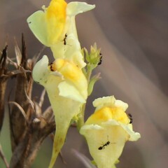 Formicidae
