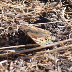 Junonia grisea