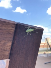 Meconema meridionale