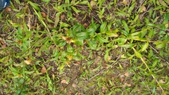Gentiana cruciata