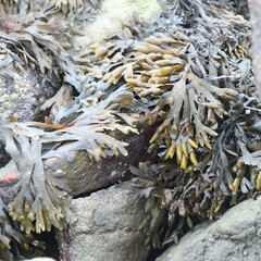 Fucus distichus