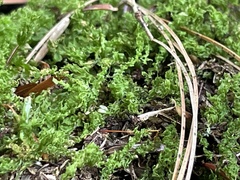 Plagiomnium cuspidatum