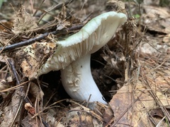 Russula redolens