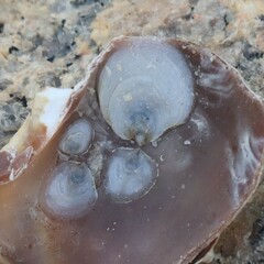 Crepidula plana