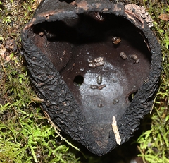 Urnula
