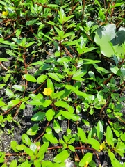 Ludwigia peploides