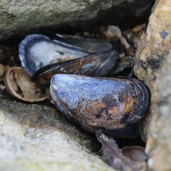 Mytilus edulis