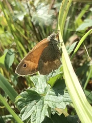 Coenonympha california