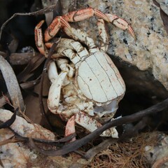 Hemigrapsus sanguineus