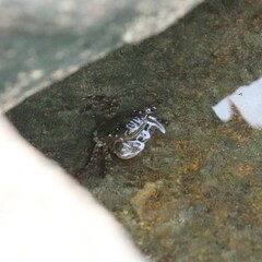 Hemigrapsus sanguineus