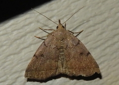 Zanclognatha dentata