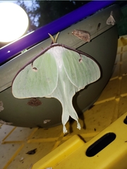 Actias luna