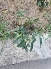 Vincetoxicum nigrum