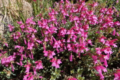 Penstemon newberryi