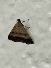 Tetanolita palligera